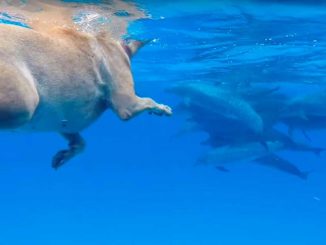 Δελφίνι παίζει με σκύλο DataNews TV